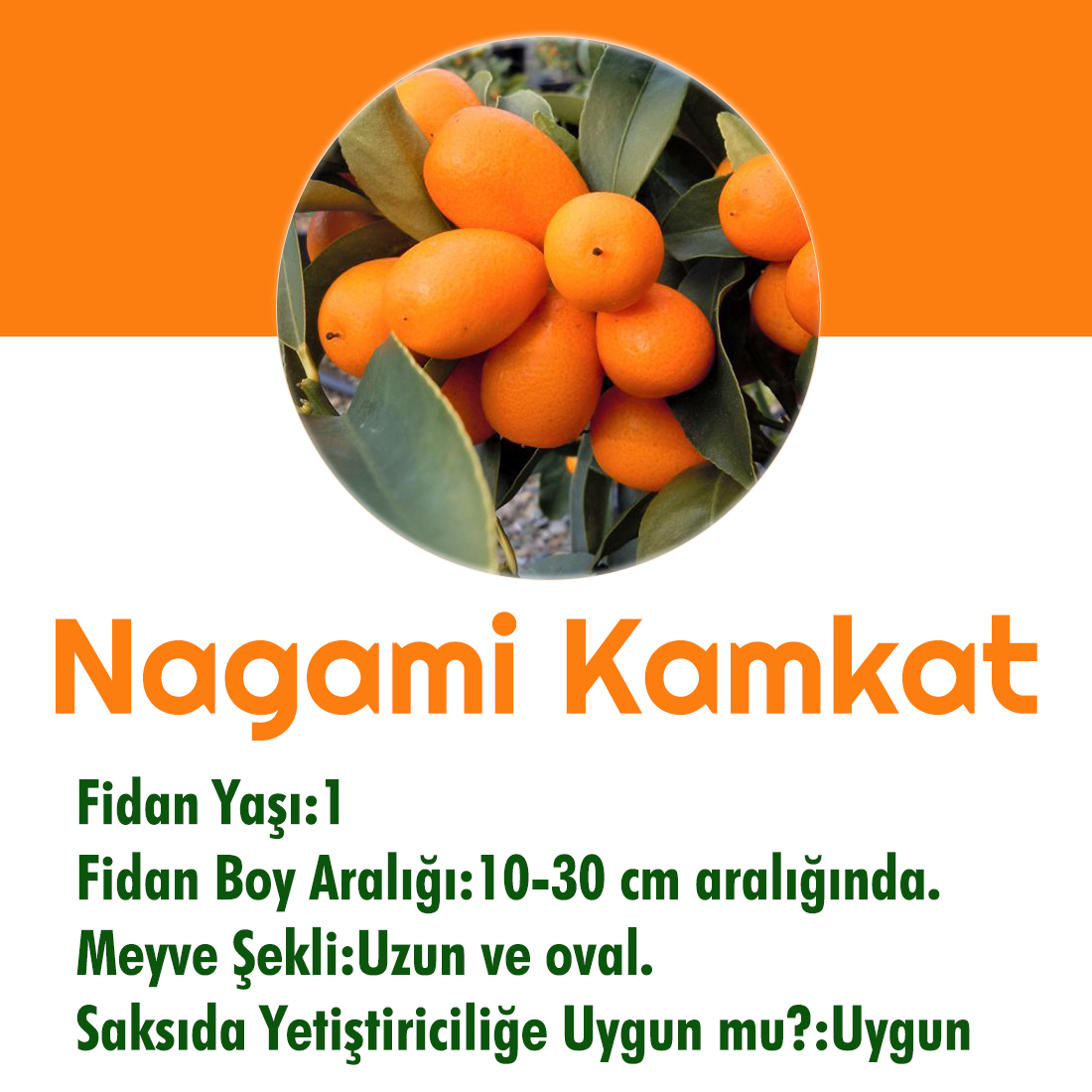 kabuğuyla yenen kamkat fidanı satın al